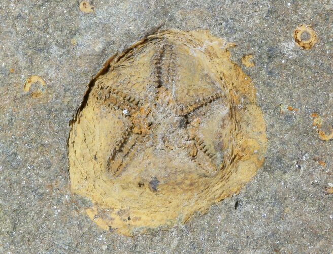 Ordovician Edrioasteroid (Spinadiscus) Fossil - Morocco #46457